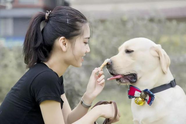 原创狗狗常主动向主人学习,行为上很像人类,但它其实知道人狗之别!