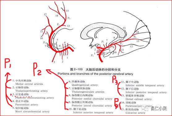 解剖学习笔记椎基底动脉系统