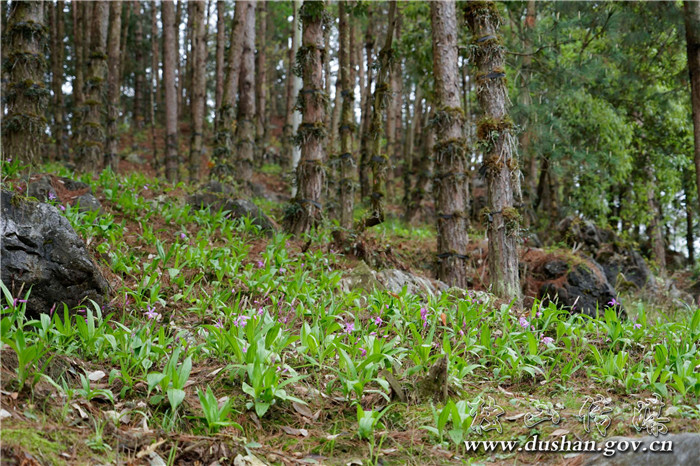 三里村丙志组林下中药材仿野生种植初见成效