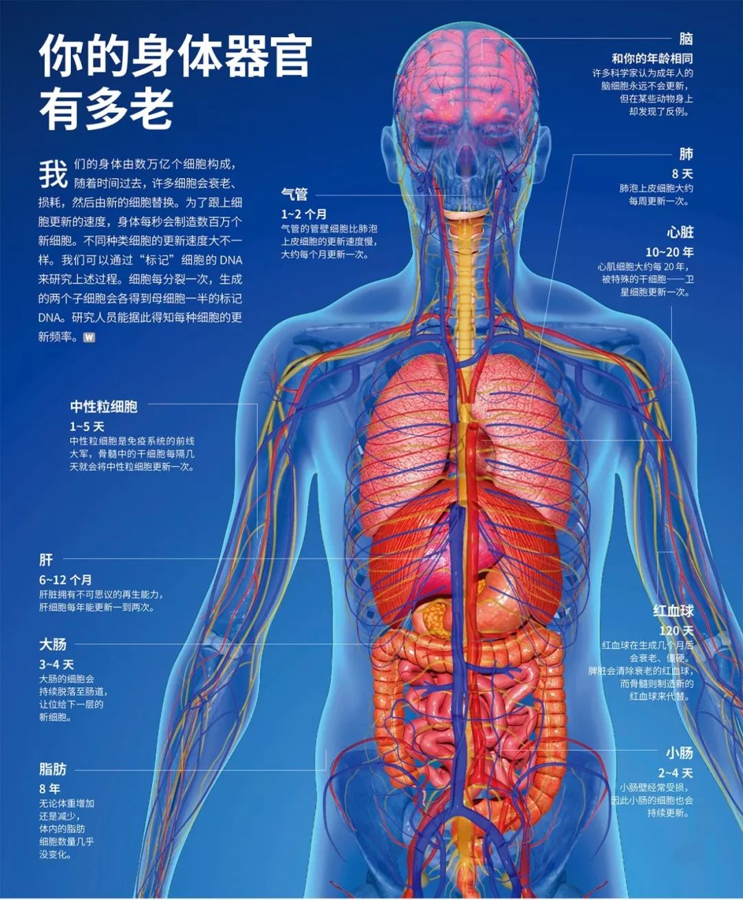 一张图看懂人体各器官的年龄