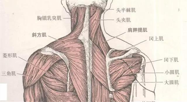 肩胛骨疼痛是什么原因（肩胛骨疼痛是什么原因 位置示意图）-85模板网