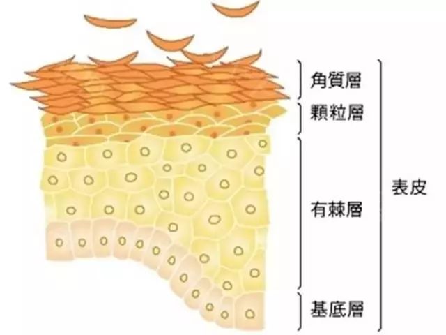 它竟能取代80%的搓澡巾,用它洗澡简直欲仙欲死.