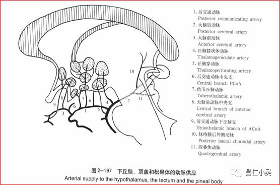 解剖学习笔记| 椎基底动脉系统