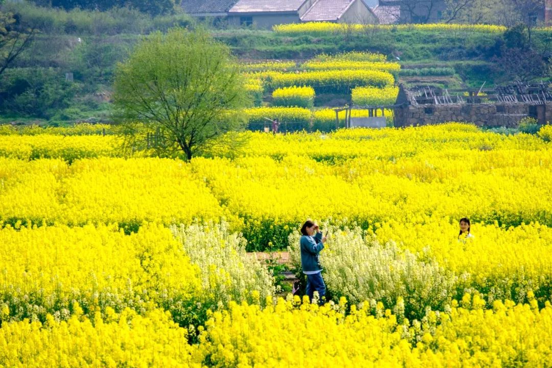 油菜花田惊现"太极图"!江阴这个网红村,上万人已打卡!