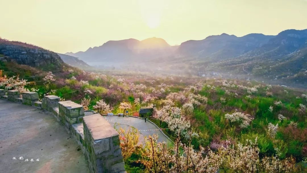 万顷梨园烟带雪,十里花海香醉人_景区