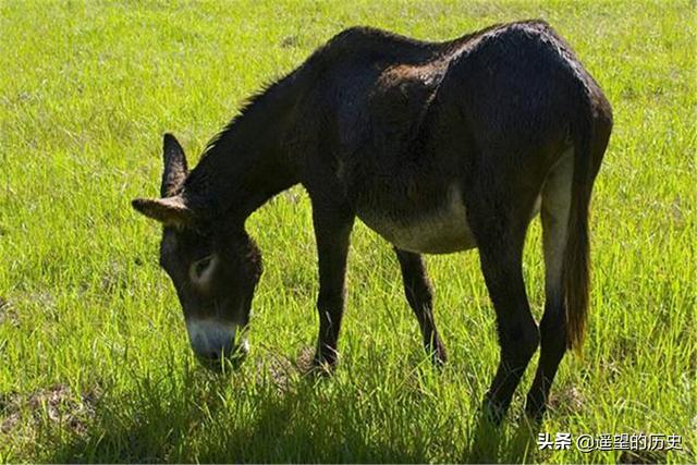 农村俗语:驴马共槽,瘦马不瘦驴,啥意思?老祖宗智慧值得一看