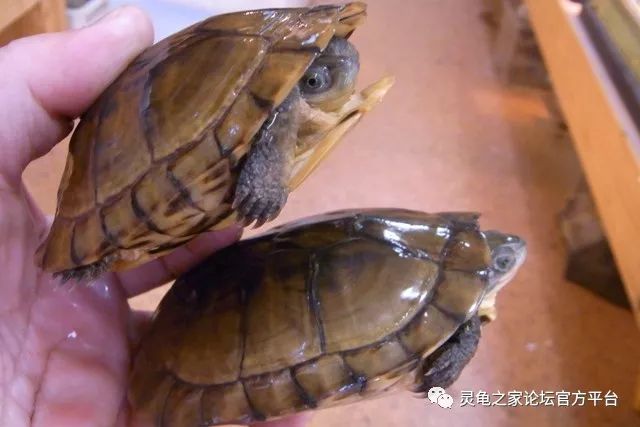国产黄喉拟水龟与日本八重山黄喉的区别从何而来