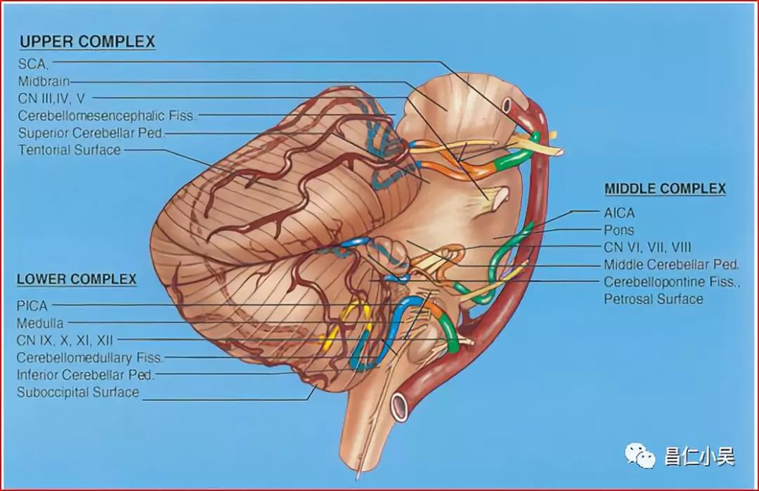 解剖学习笔记| 椎基底动脉系统