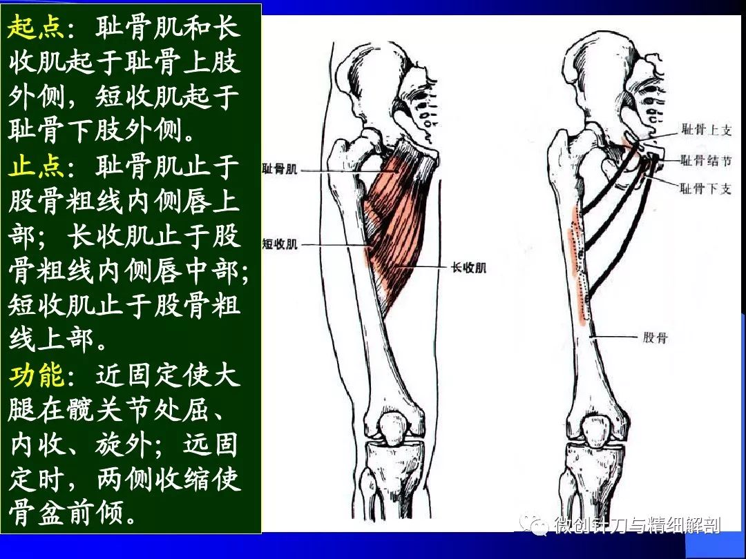 运动解剖学 --下肢肌 大腿肌