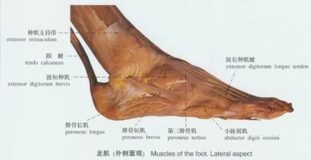 康复师必备踝足解剖