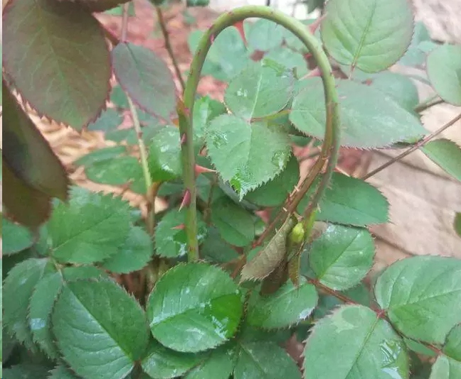 原创蓝妖:春天月季嫩枝花苞垂头?再不重视,小心没花可开!