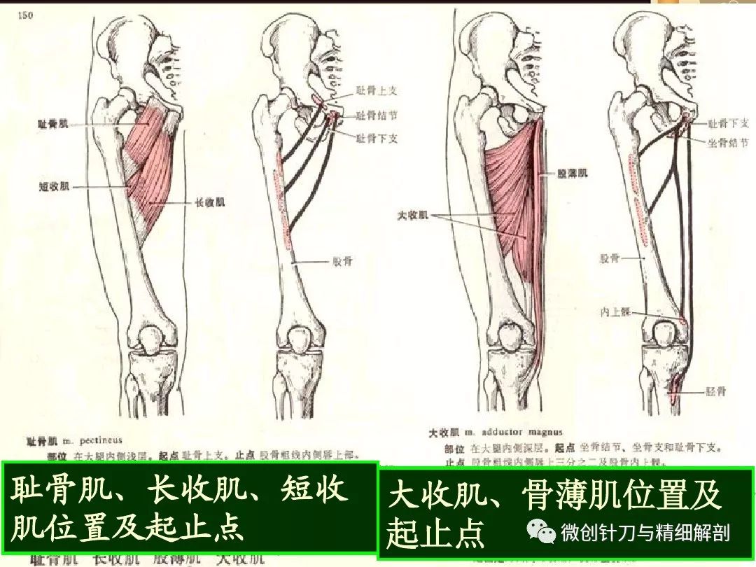 运动解剖学 --下肢肌 大腿肌