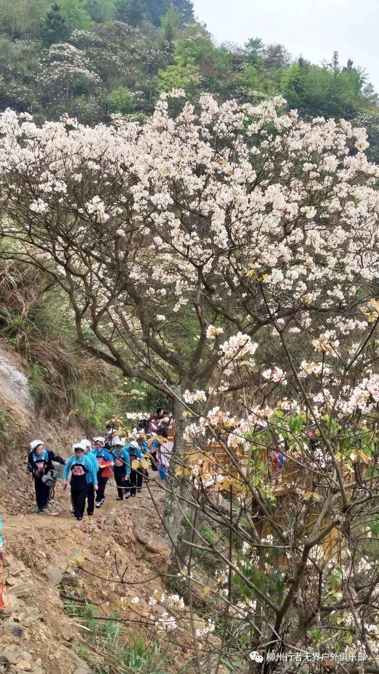 4月7-8,13-14号三堡桐花节休闲摄影活动