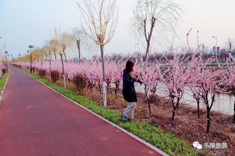 发现乐陵之美|春暖花开季,清明小长假花点时间游枣城