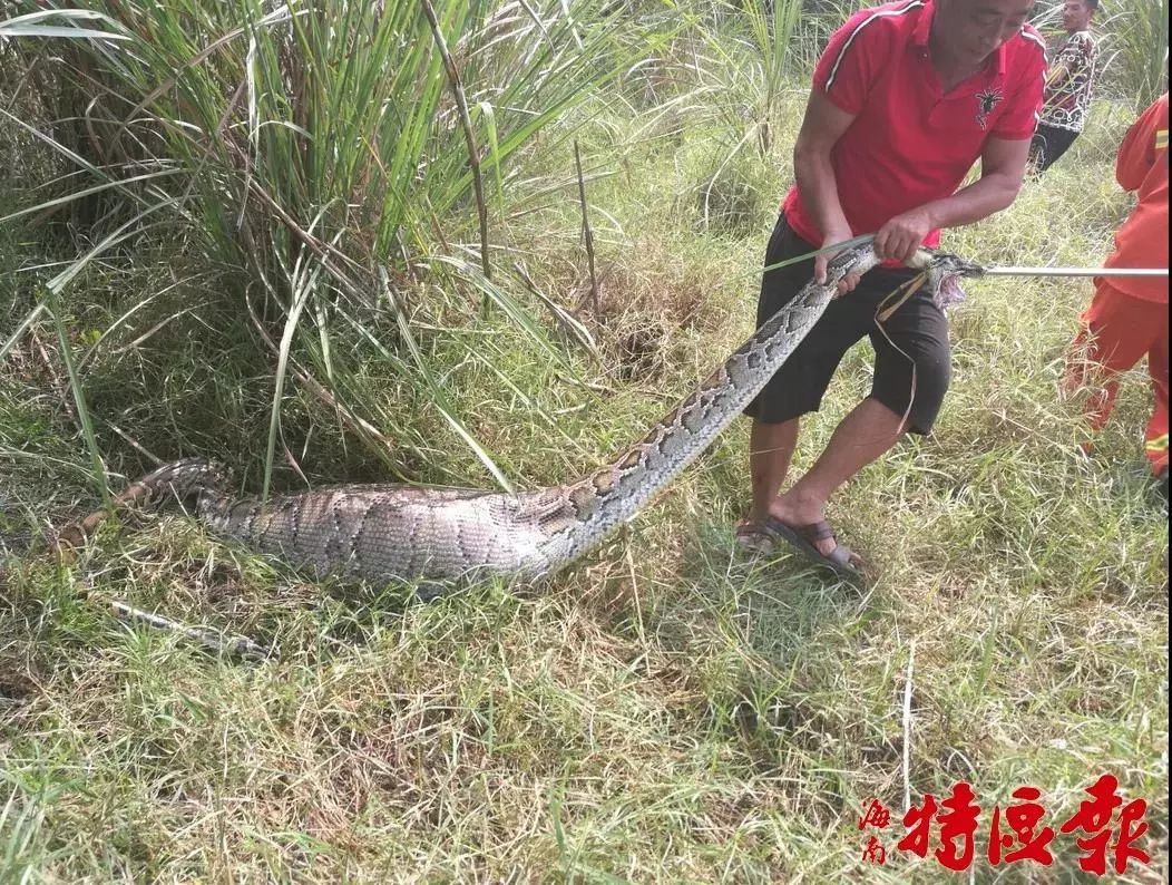 3米长蟒蛇闯进海南一村民家,活吞一只羊!(含视频