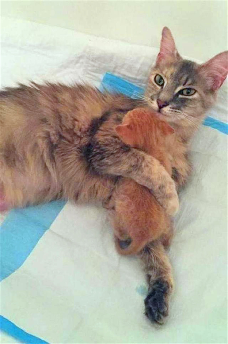貓咪剛生下寶寶就夭折了，主人做了一件事，網友稱讚真暖心 未分類 第6張