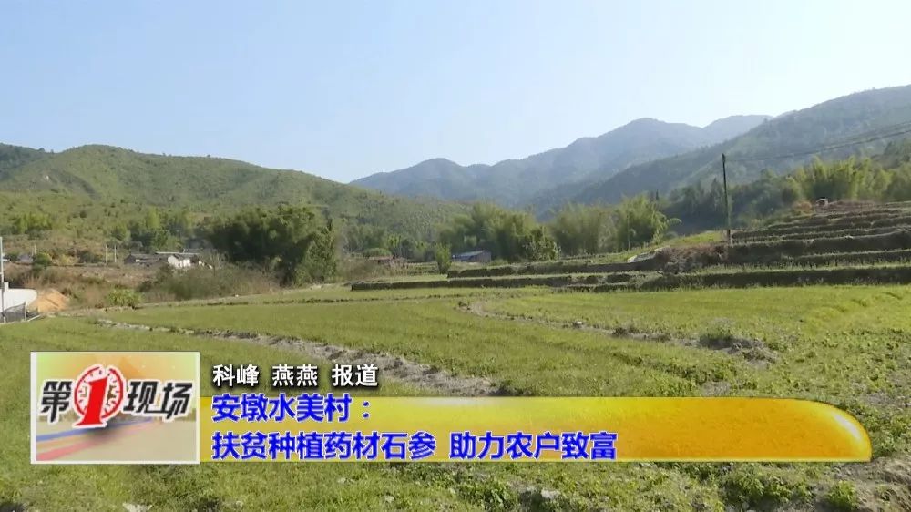 安墩镇水美村扶贫种植药材石参助力农户致富