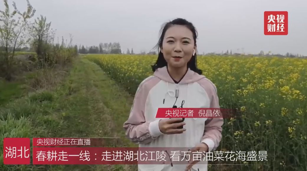 通过记者现场出镜,介绍了马家寨乡油菜花的规模,无人机进行飞防作业