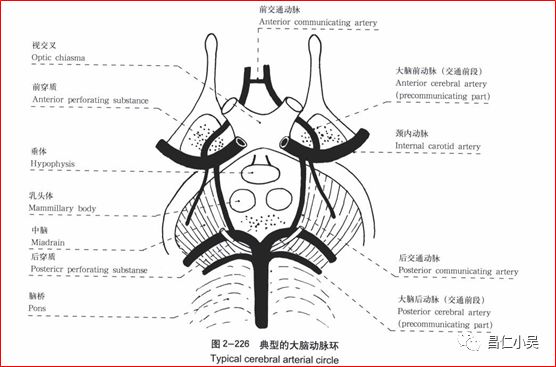 解剖学习笔记椎基底动脉系统