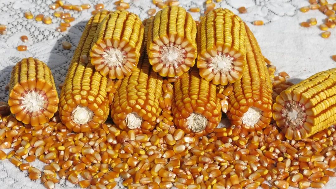 中国种子大会公布:富尔116玉米亩产981.62公斤,名列榜