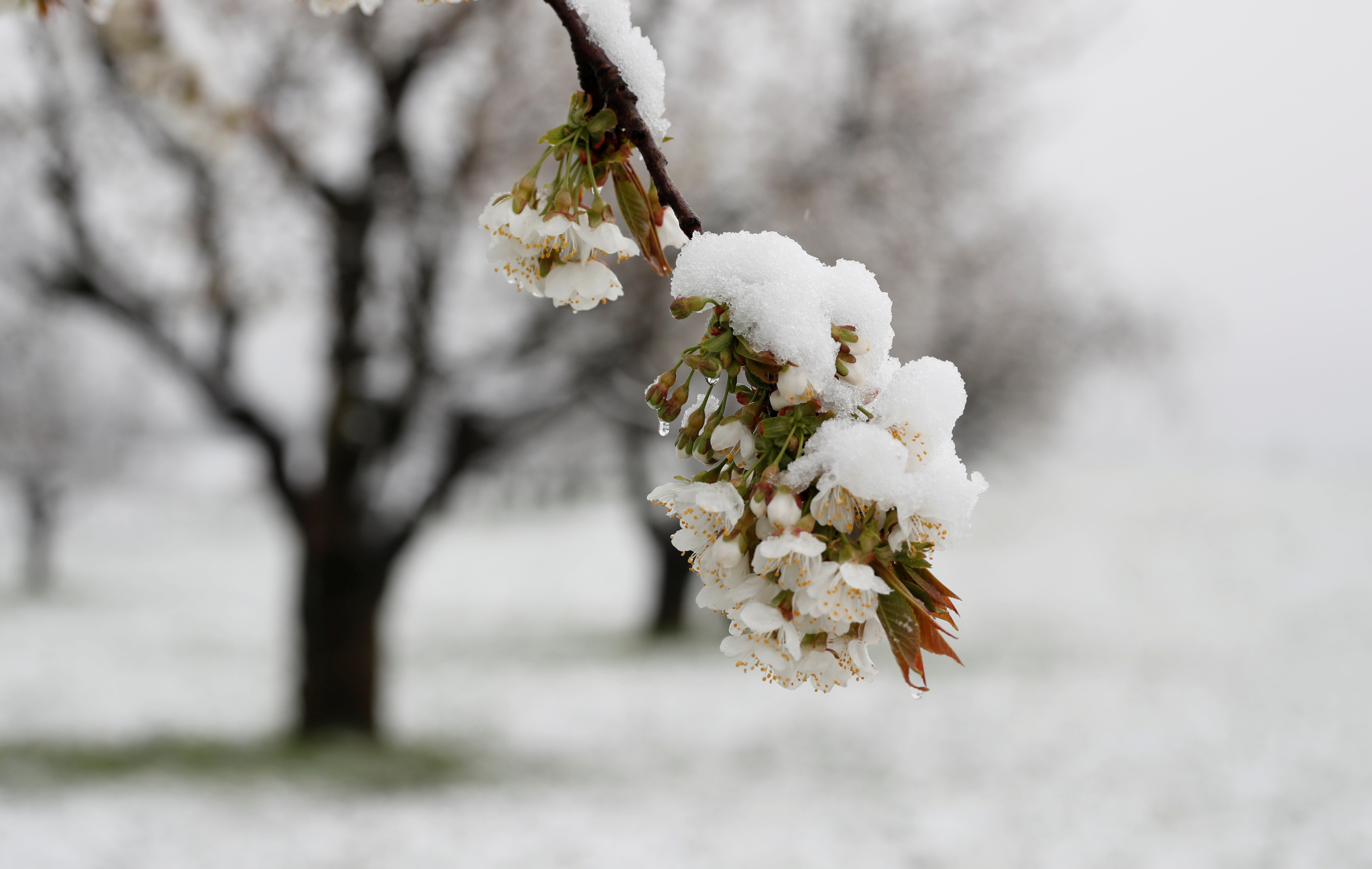 傲雪凌霜