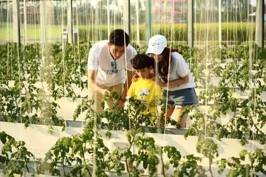 鸵鸟 无土农业科普博览馆 在这里可以参观无土栽培植物 亲手采摘蔬菜