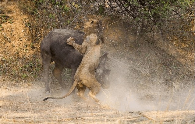 水牛大戰非洲雄獅 激烈搏殺後兩敗俱傷雙雙喪命 未分類 第2張