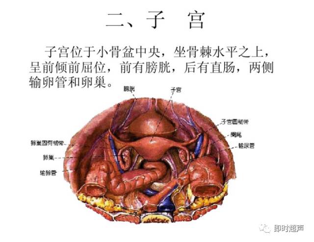 子宫及附件解剖及生理