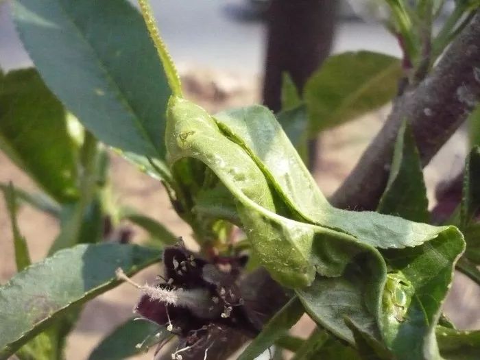 2)梨小食心虫:据往年观察和统计,4-5月份该害虫越