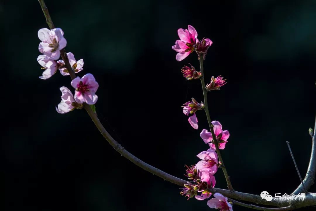 镜中花简谱_镜中花水中月图片