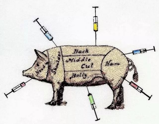 给猪猪打针有以下几种注射方式:肌肉注射,皮下注射,静脉注射,腹腔