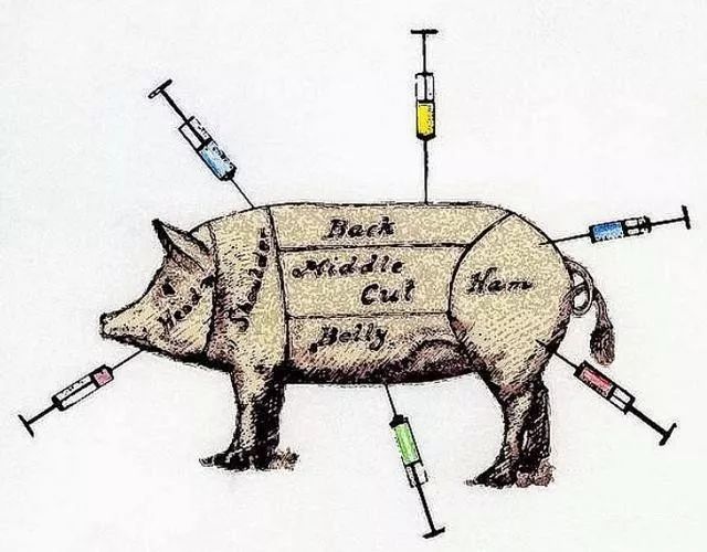 【技术】给猪打针哪种打针方式更好?_腹腔
