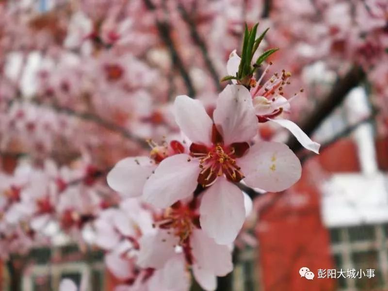 【快讯】彭阳春景迷人醉!_桃花