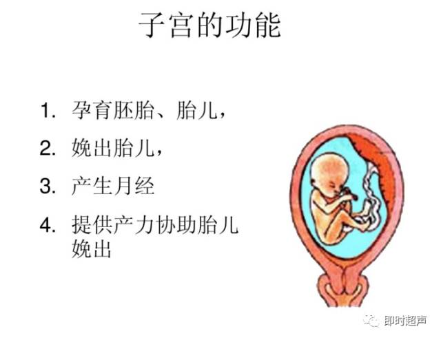 子宫及附件解剖及生理