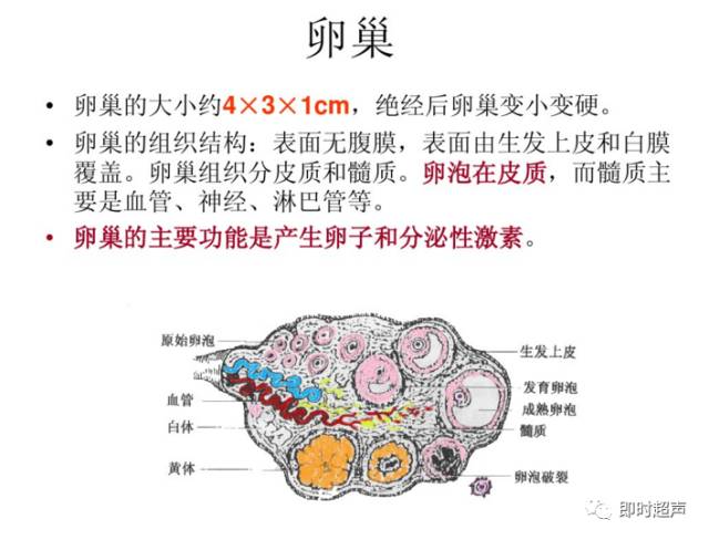 女性生殖系统生理子宫卵巢超声常规表现来源丨百度文库版权归原作者