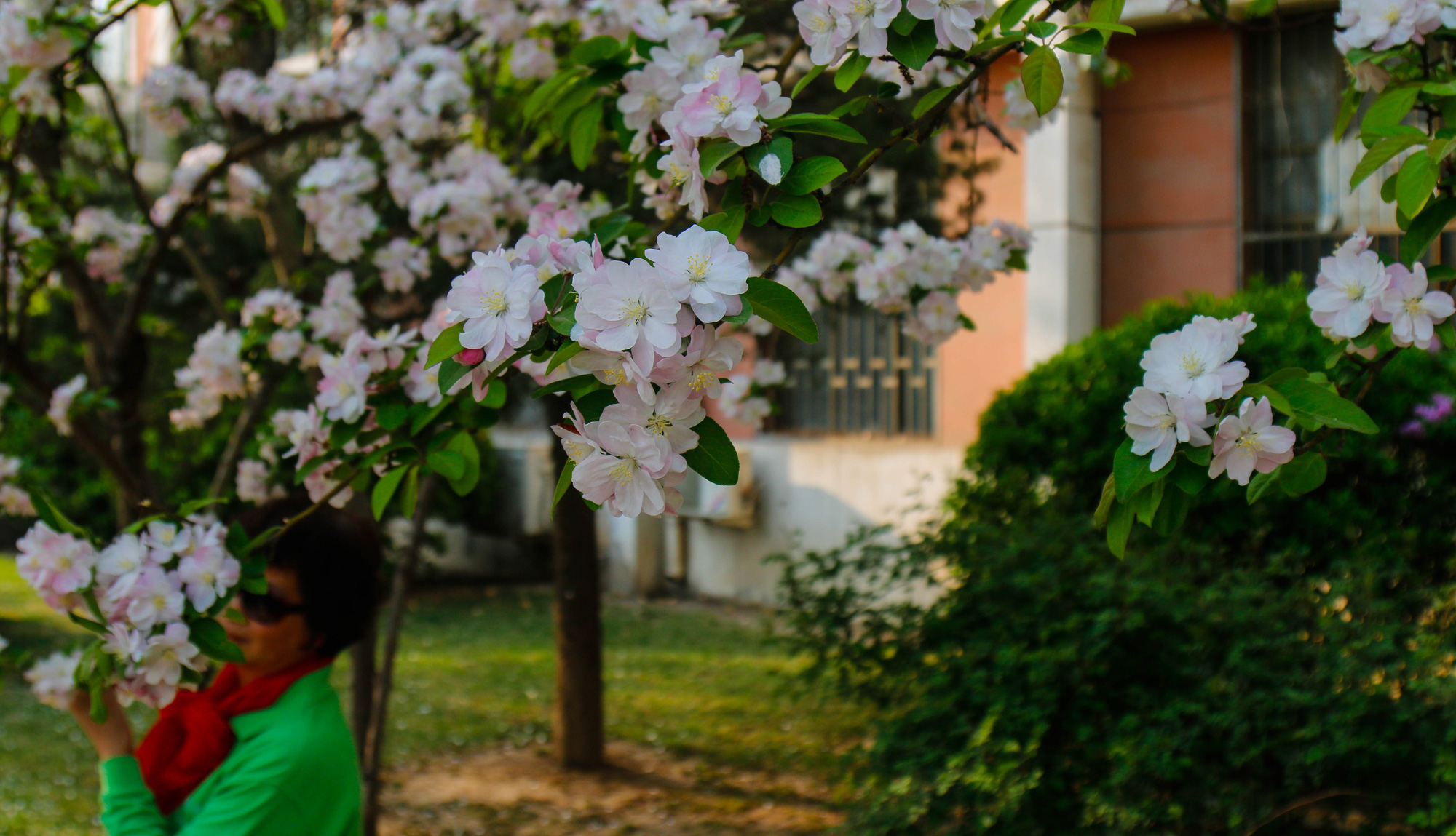 人间最美四月天 天津大学海棠花绽放 引游人参观