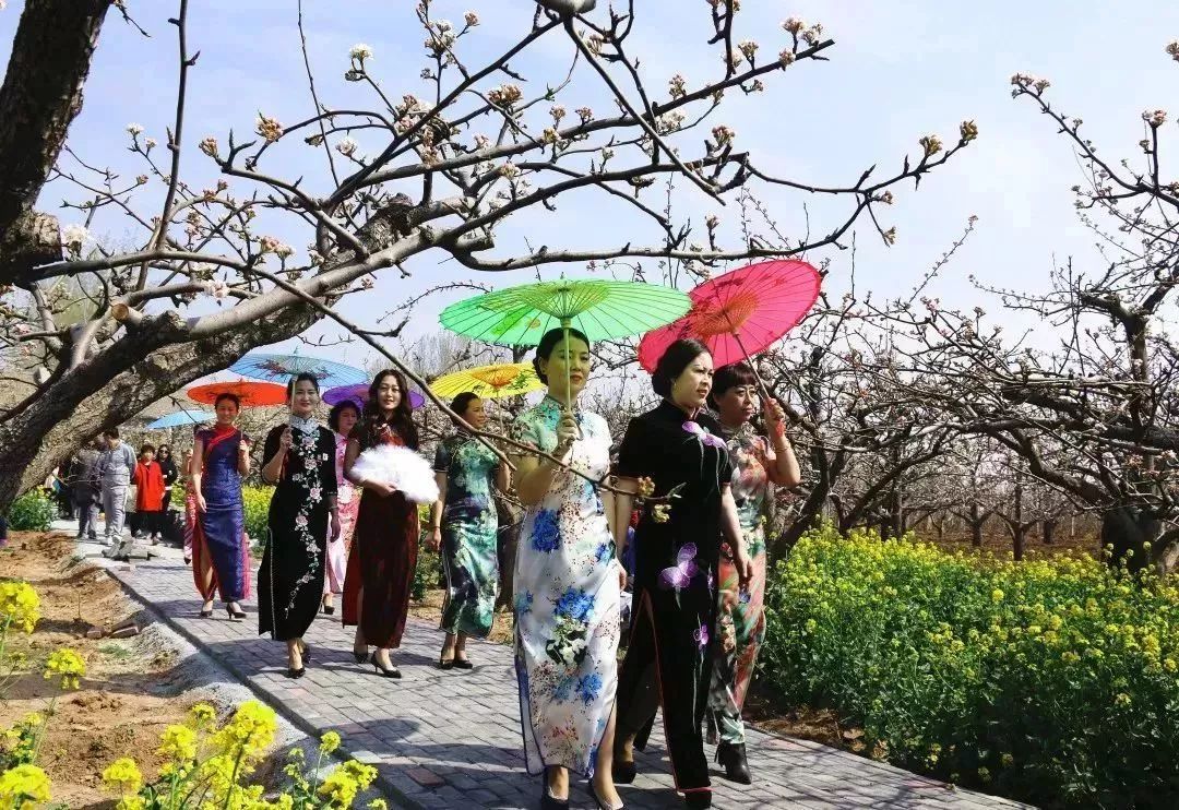 观赏地址:邯郸肥乡区屯庄营乡田寨村 中国魏县梨花节 中国魏县梨花节