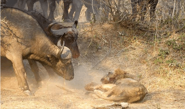 水牛大戰非洲雄獅 激烈搏殺後兩敗俱傷雙雙喪命 未分類 第8張