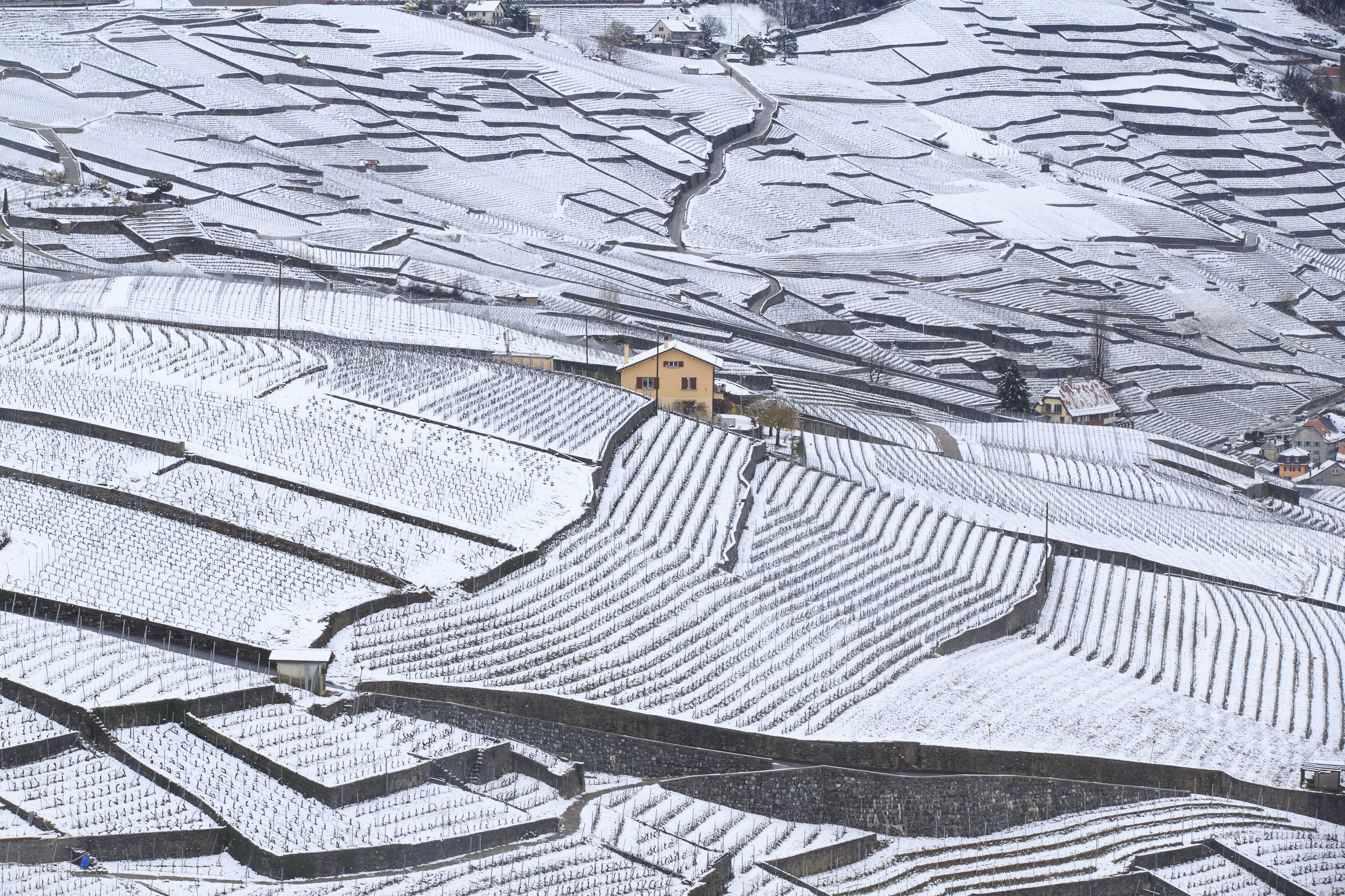 这是4月4日在瑞士西部拉沃地区拍摄的雪后梯田式葡萄园美景.