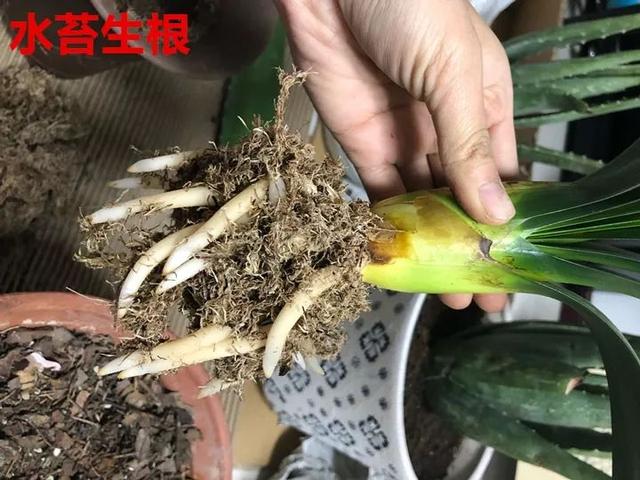 虎皮兰君子兰埋沙里狂冒白根开花长叶两不误