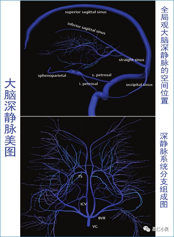 解剖学习笔记 | 脑静脉_大脑