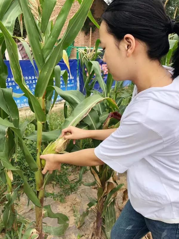 019咸阳踏青赏花旅游季丨电视剧《黄土高天》