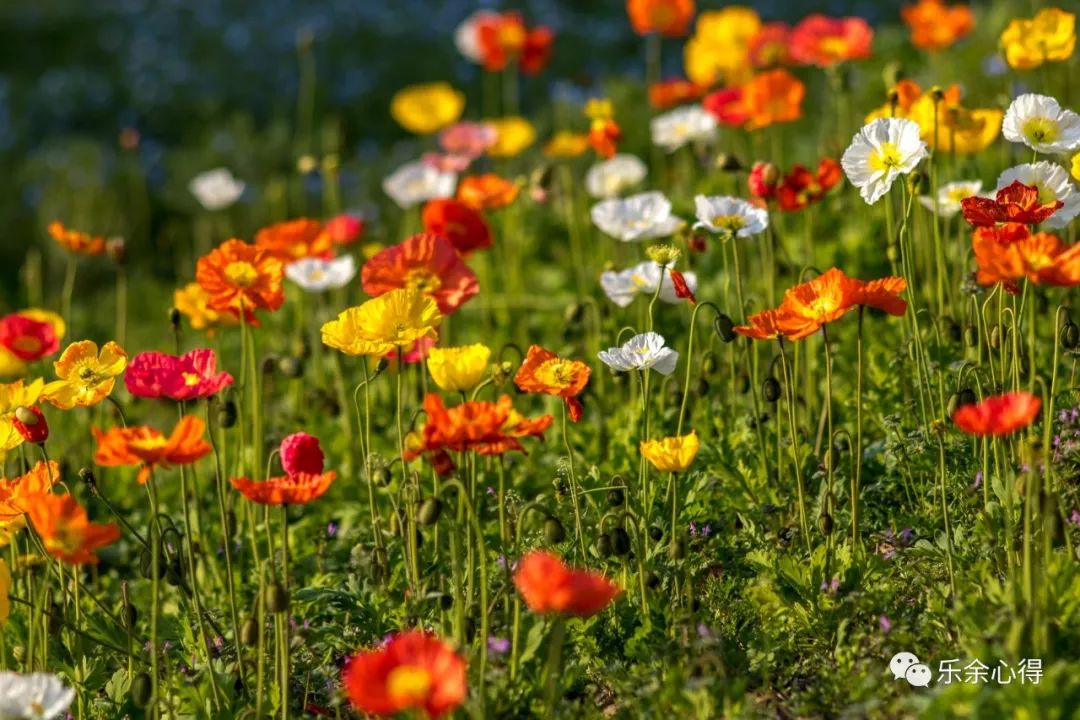 镜中花简谱_镜中花水中月图片