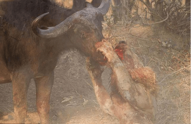 水牛大戰非洲雄獅 激烈搏殺後兩敗俱傷雙雙喪命 未分類 第5張