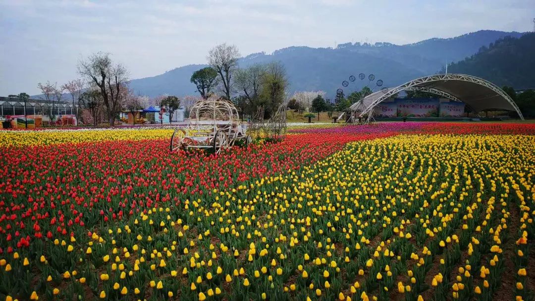 4月4日,2019十堰(黄龙)郁金香花海文化旅游节将在黄龙壹号生态园开幕.