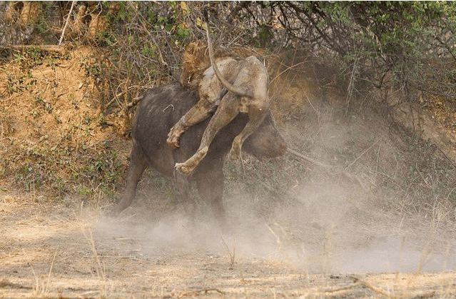 水牛大戰非洲雄獅 激烈搏殺後兩敗俱傷雙雙喪命 未分類 第1張