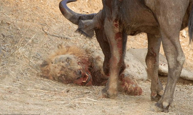 水牛大戰非洲雄獅 激烈搏殺後兩敗俱傷雙雙喪命 未分類 第9張