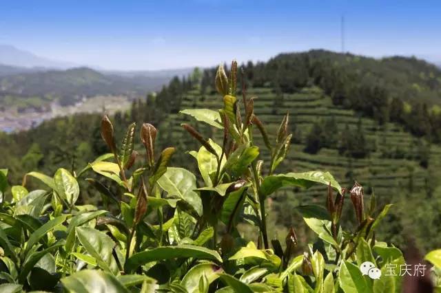 隆回有多少人口_突发 隆回工业园附近发生山火,烧了大半座山