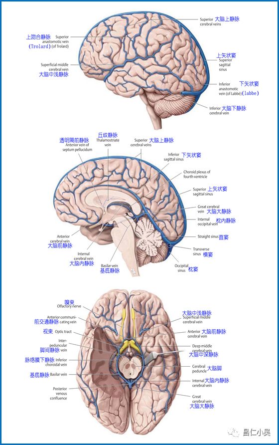 解剖学习笔记 | 脑静脉_大脑