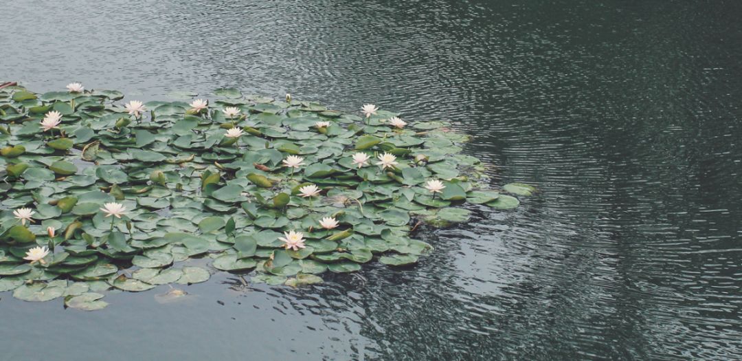 又逢清明丨惟有朝云能识我每逢暮雨倍思卿